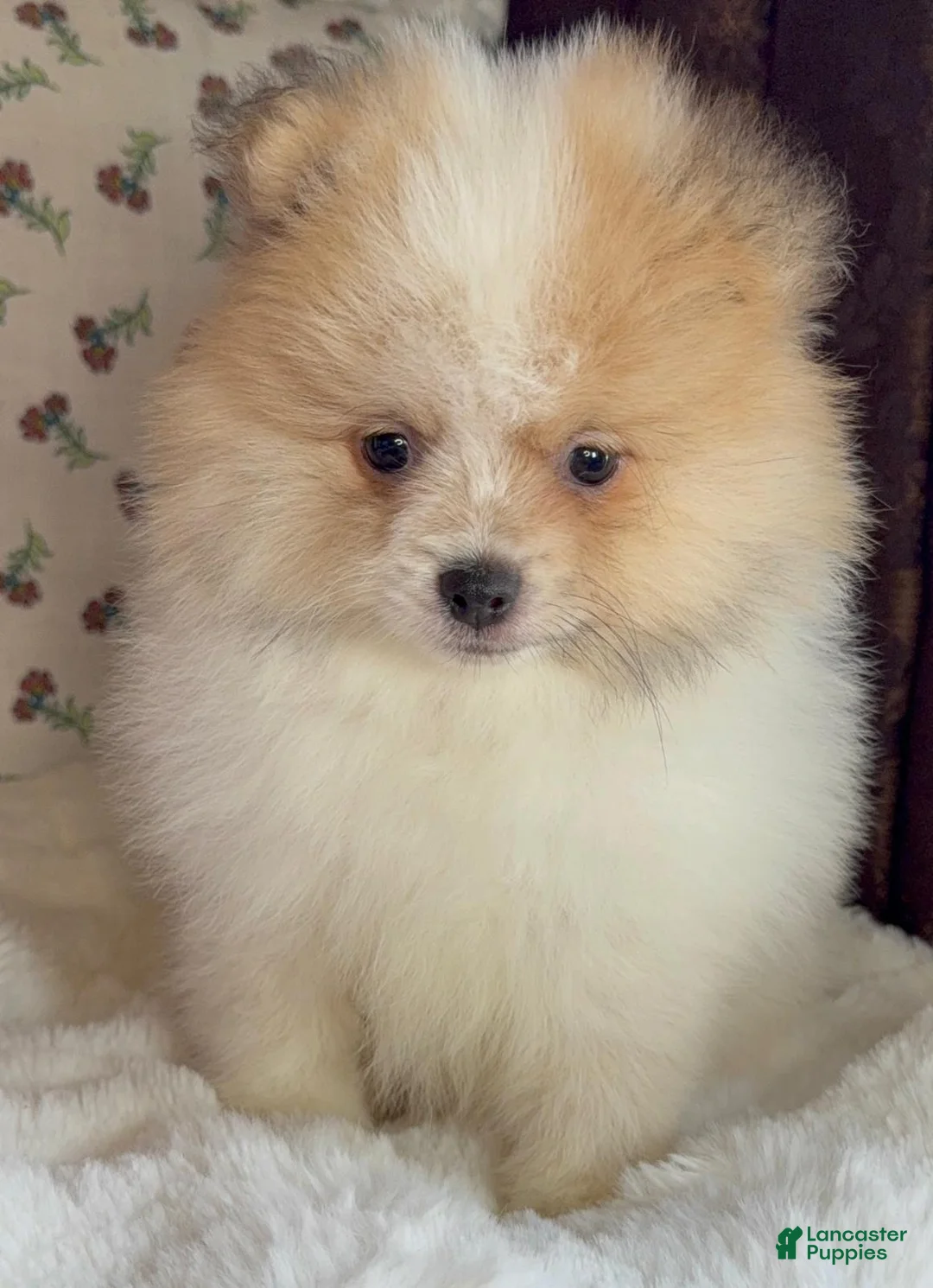 Pomeranian dogs for sale: Pomeranian Puppy Toby  - Ad 1
