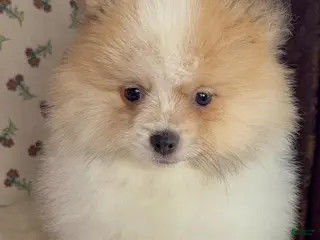 Pomeranian dogs Pomeranian Puppy Toby - Ad 9