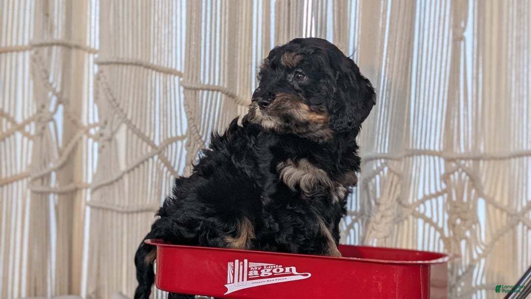Cavapoo dogs for sale: Andra - Ad 6