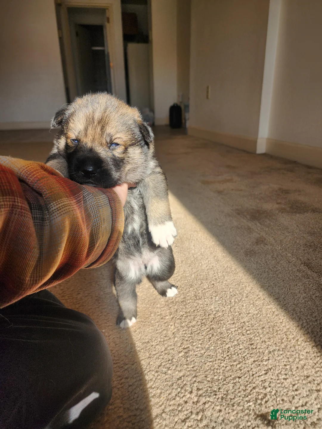 Mixed Breed dogs for sale: Mixed Breed Puppy 3 - Ad 1