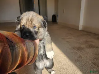 Mixed Breed dogs Mixed Breed Puppy 3 - Ad 2