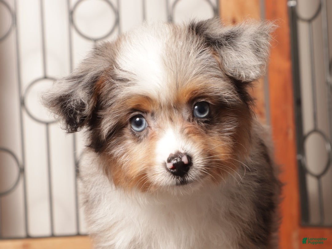 Mixed Breed dogs for sale: Ali Female Merle Toy Aussie Poo - Ad 2