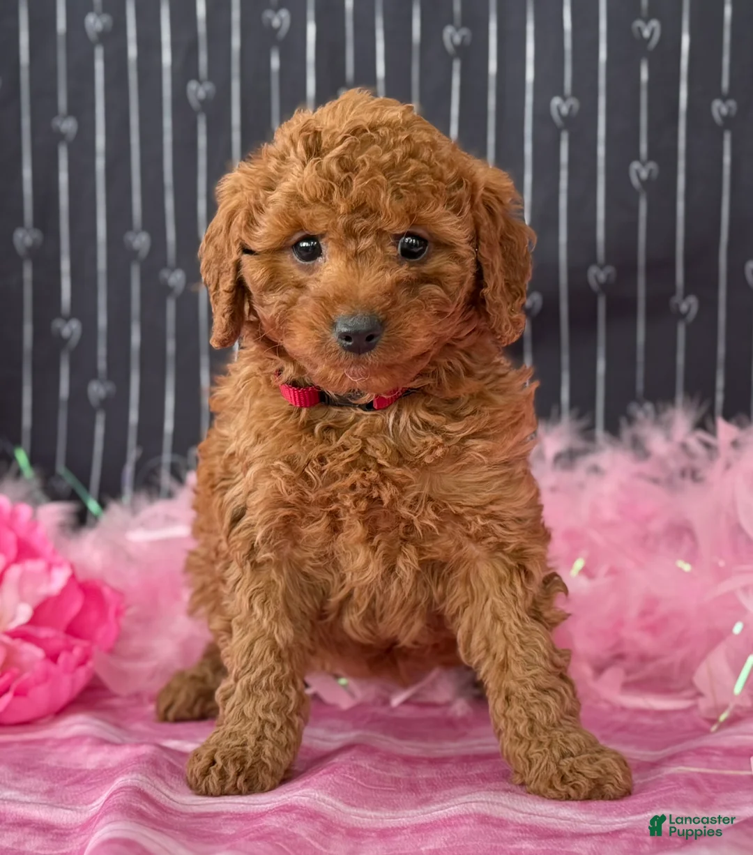 Cavapoo dogs for sale: Daisy - Ad 3