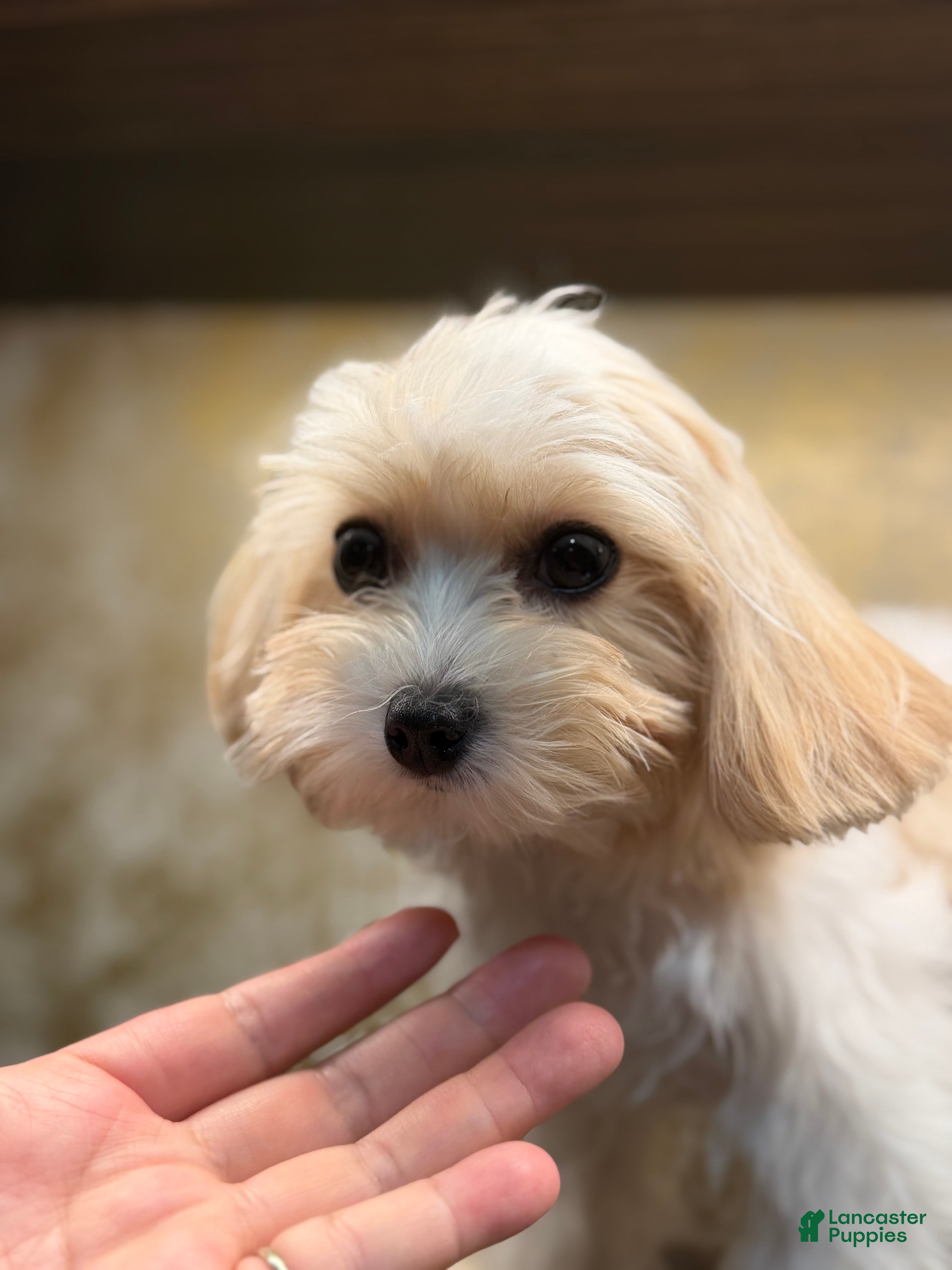Mixed Breed dogs One - Ad 1