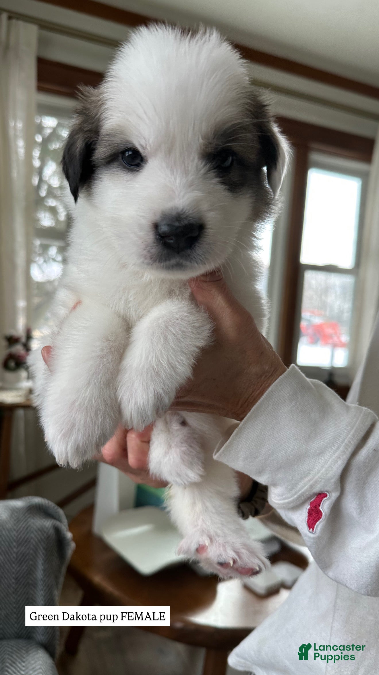 Great Pyrenees dogs Green - Ad 10