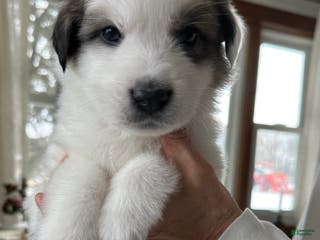 Great Pyrenees dogs Green - Ad 13