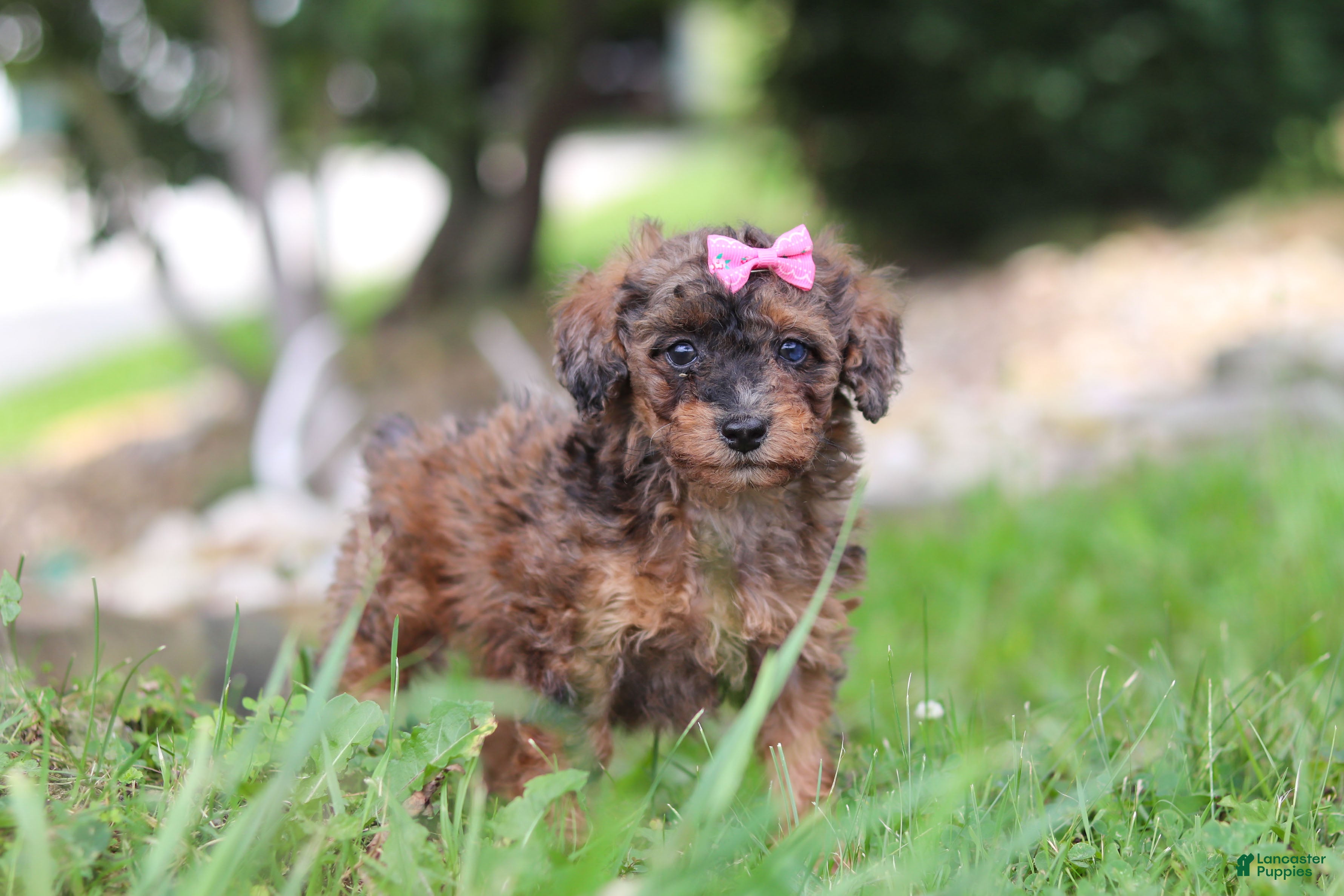 Miniature Poodle dogs Sierra - Ad 2