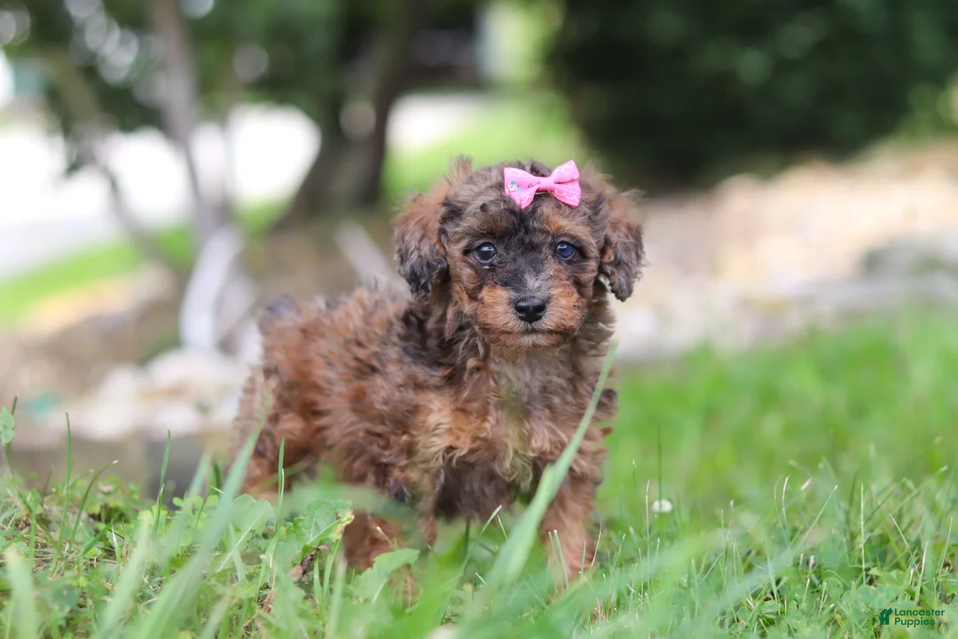 Miniature Poodle dogs for sale: Sierra - Ad 2