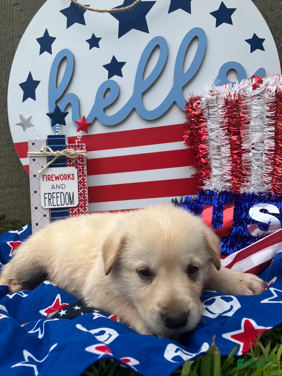 Mixed Breed dogs for sale: Marine  - Ad 2