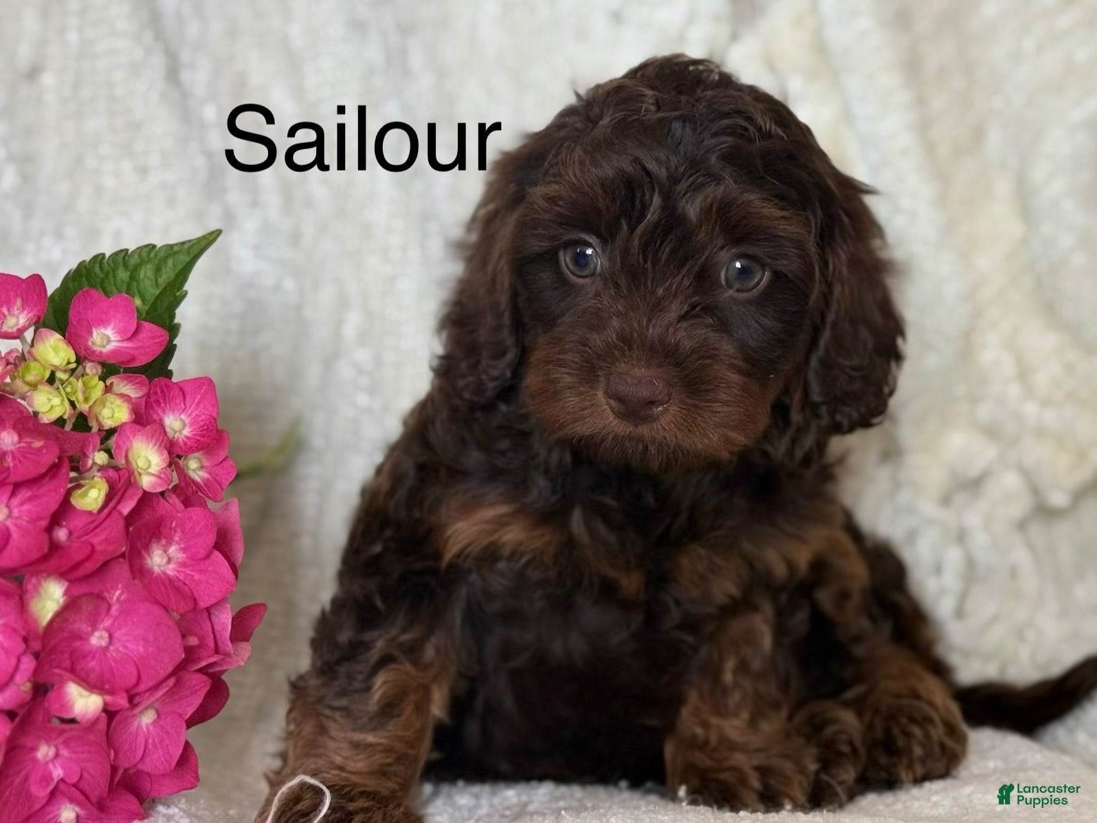 Cavapoo dogs Sailour - Ad 13
