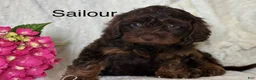 Cavapoo dogs for sale: Sailour - Ad 1