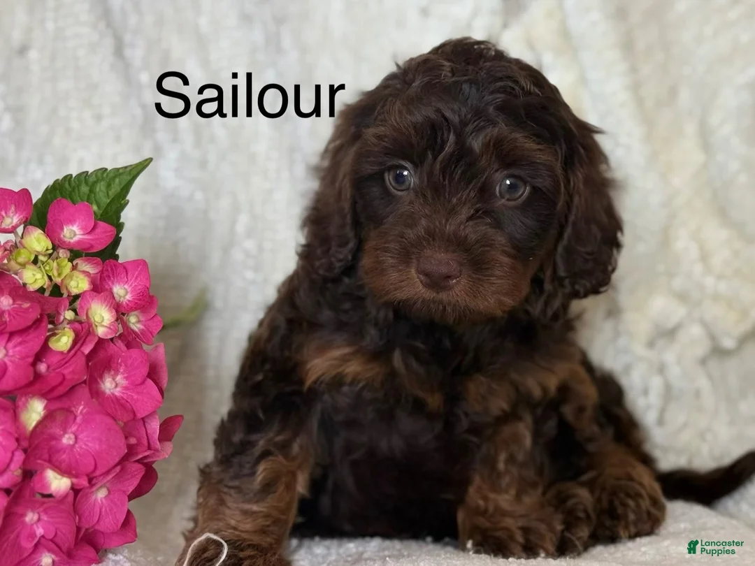 Cavapoo dogs for sale: Sailour - Ad 1