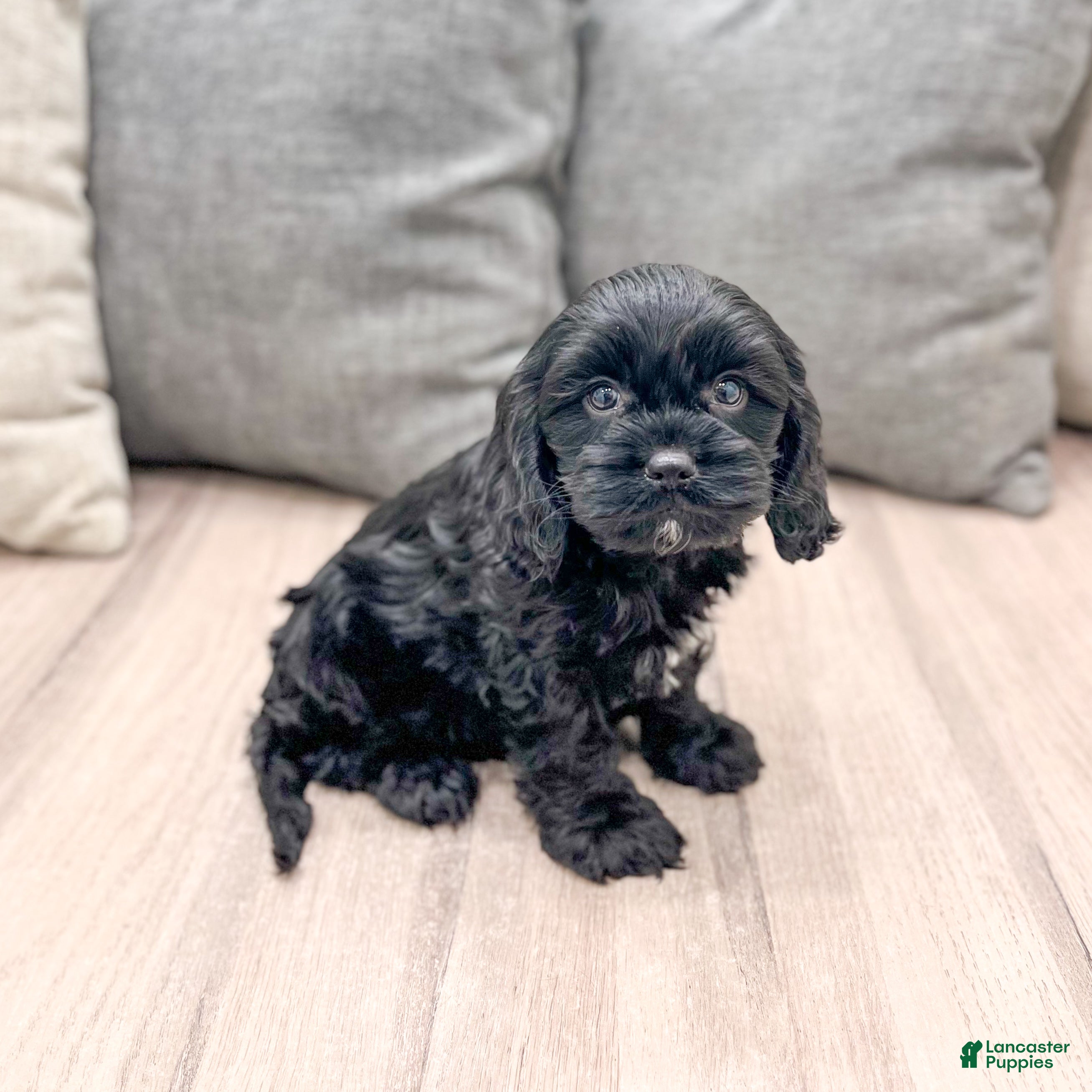 Cavapoo dogs Bruno - Ad 1