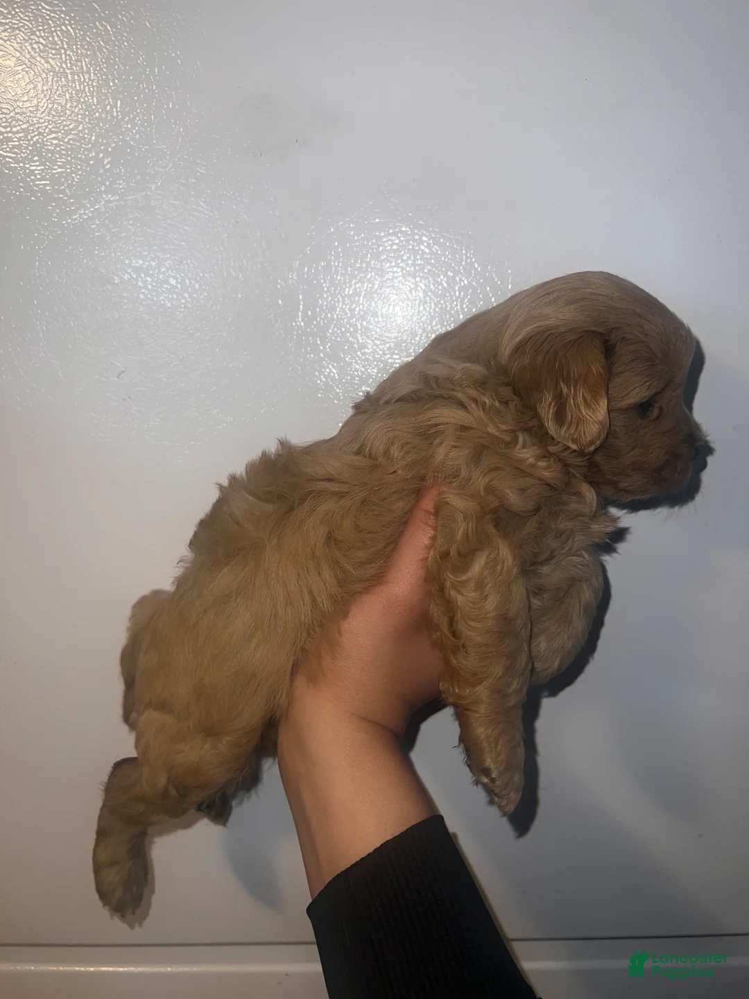 Cavapoo dogs for sale: Maple - Ad 2