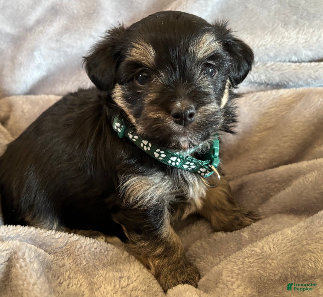 Havanese dogs for sale: Buddy - Ad 2