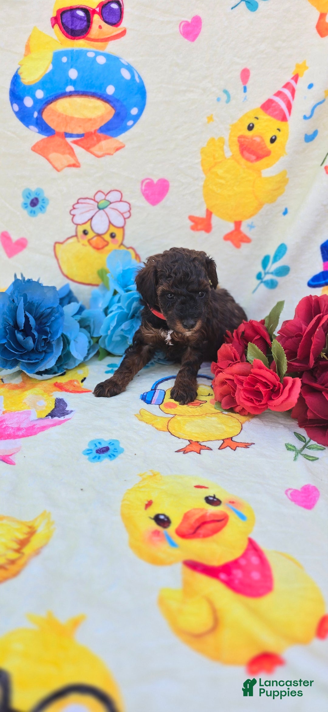 Cavapoo dogs for sale: Charm - Ad 1