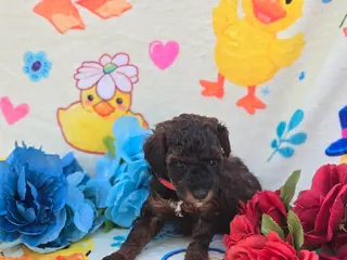 Cavapoo dogs Charm - Ad 34