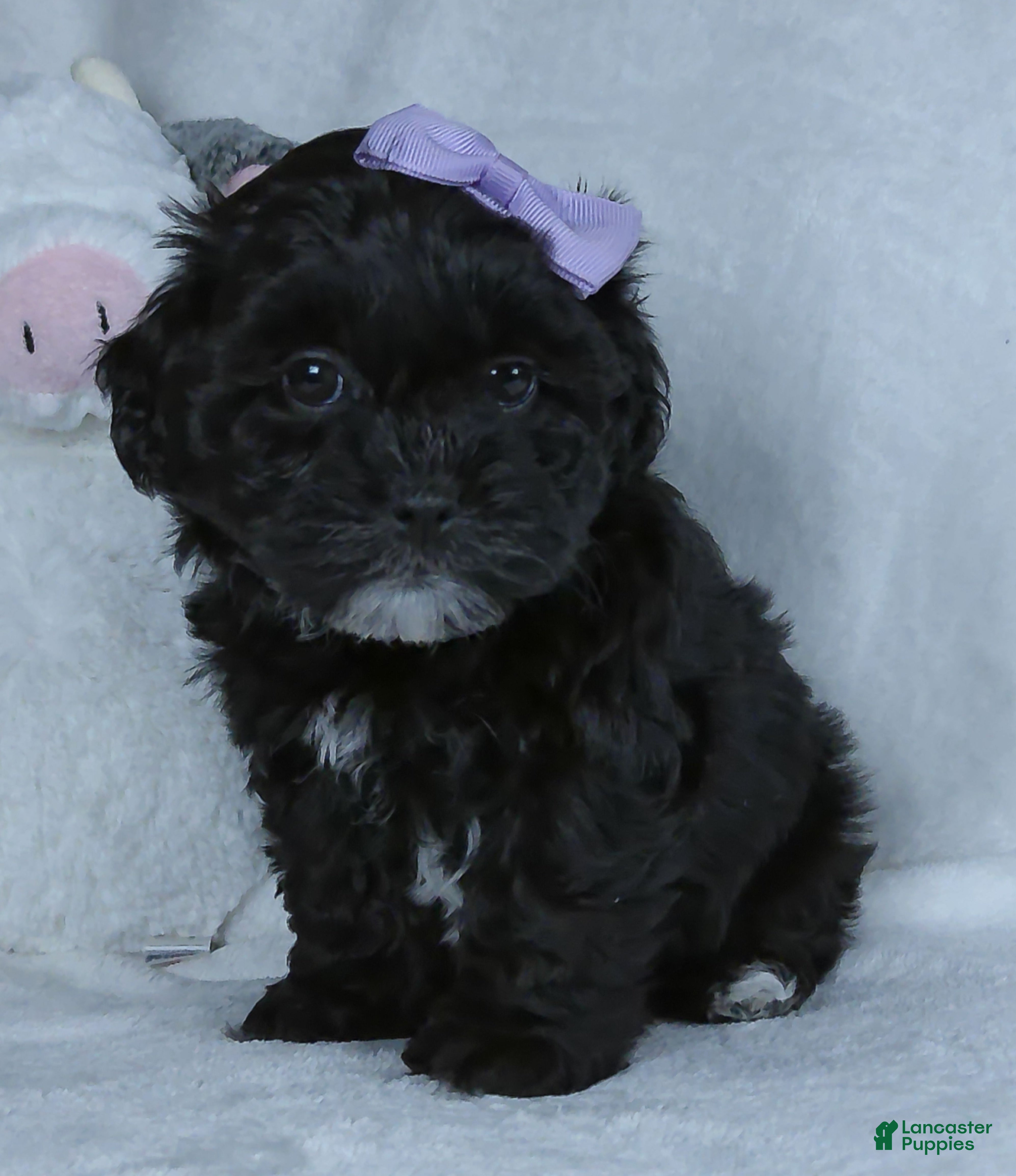 Shihpoo dogs Darla - Ad 1