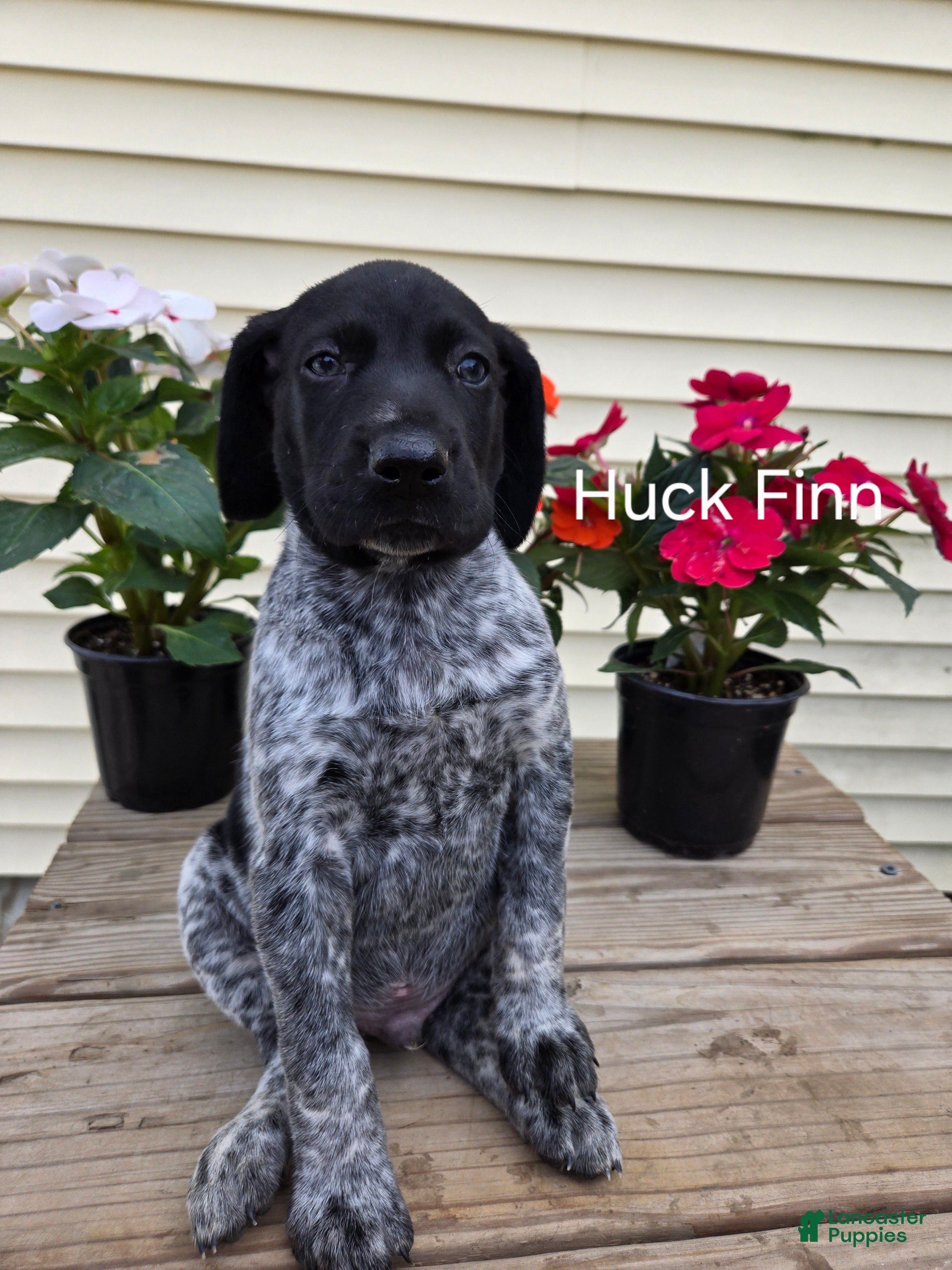 German Shorthaired Pointer dogs Huck Finn  - Ad 1