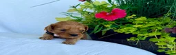 Cavapoo dogs for sale: Poppy - Ad 4
