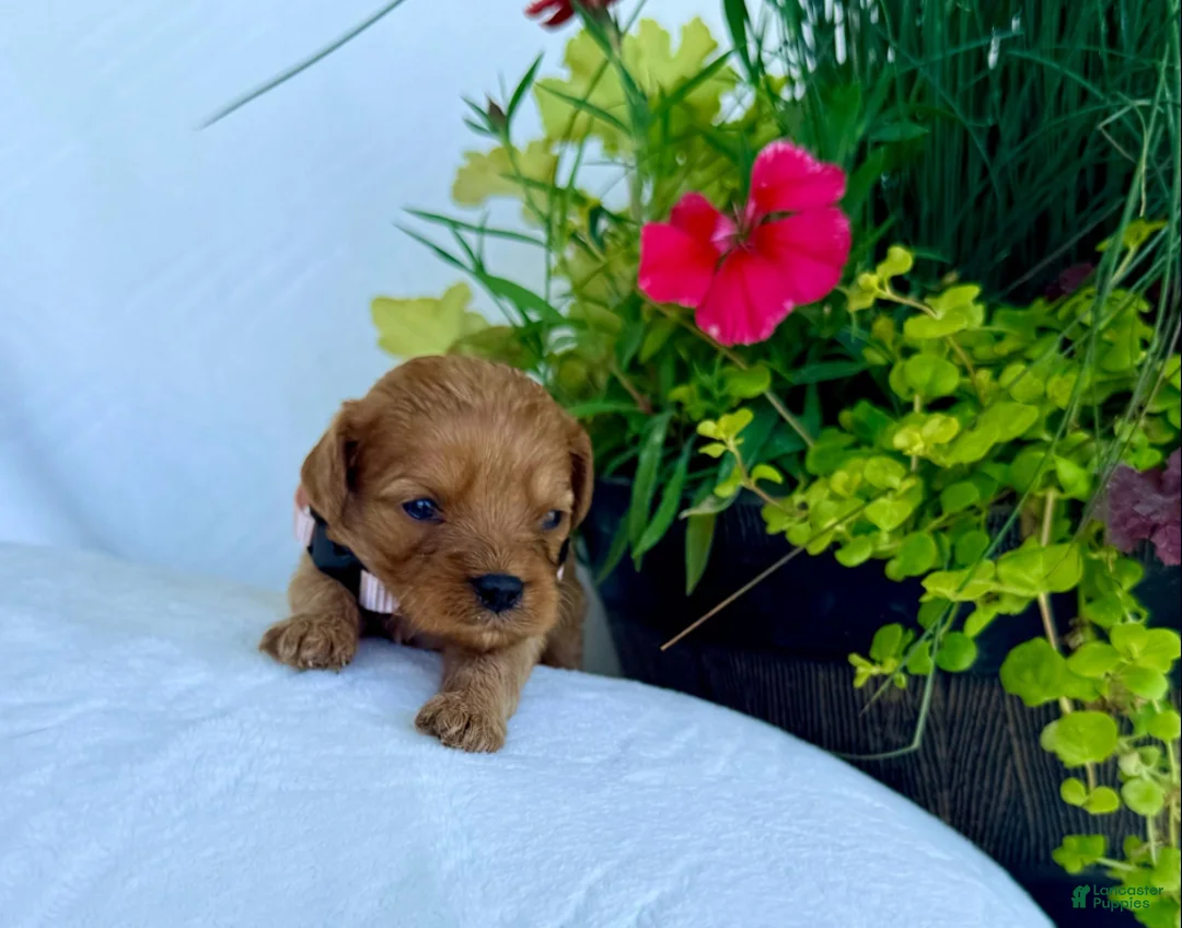 Cavapoo dogs for sale: Poppy - Ad 4