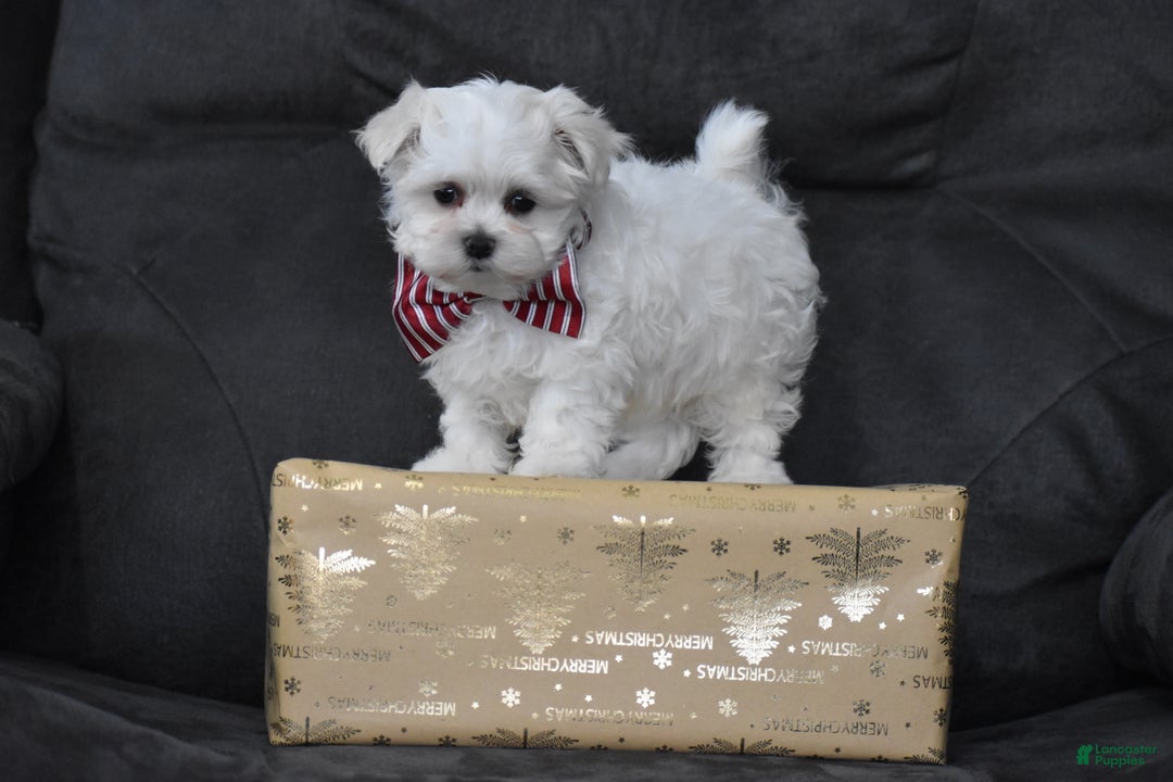 Maltese dogs for sale: Scamp - Ad 7