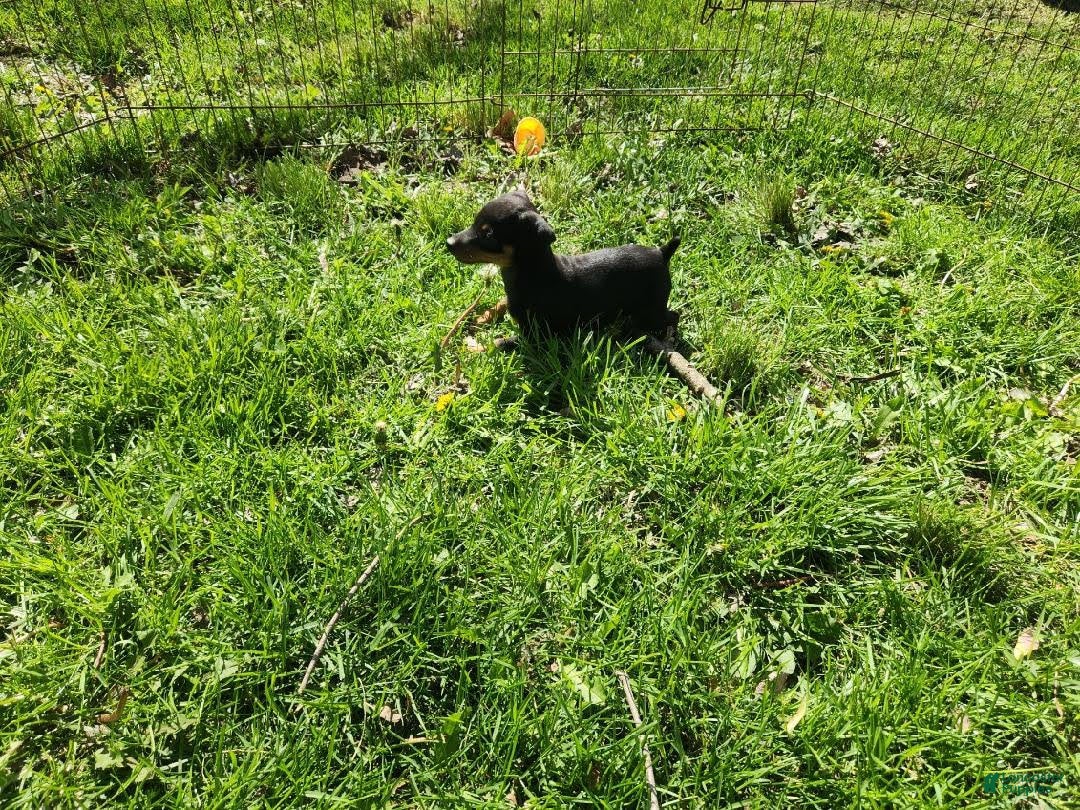 Miniature Pinscher dogs Meggan - Ad 2