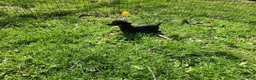 Miniature Pinscher dogs for sale: Meggan - Ad 2