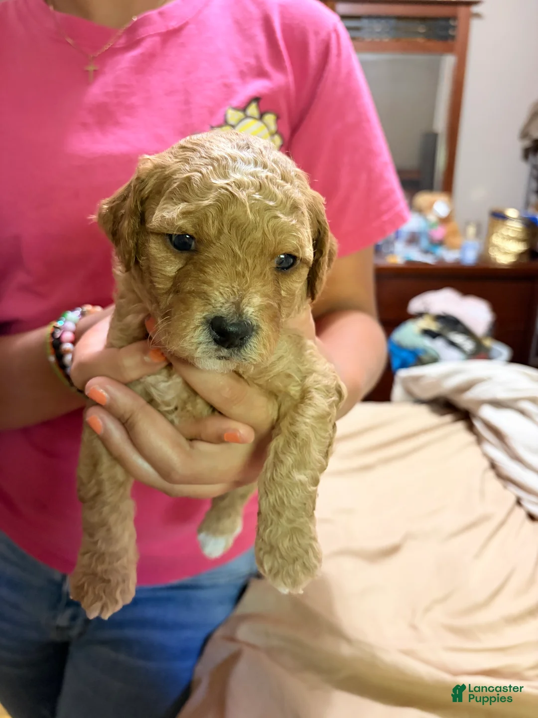 Mini Goldendoodle dogs for sale: Mini Goldendoodle Puppy 1 - Ad 2
