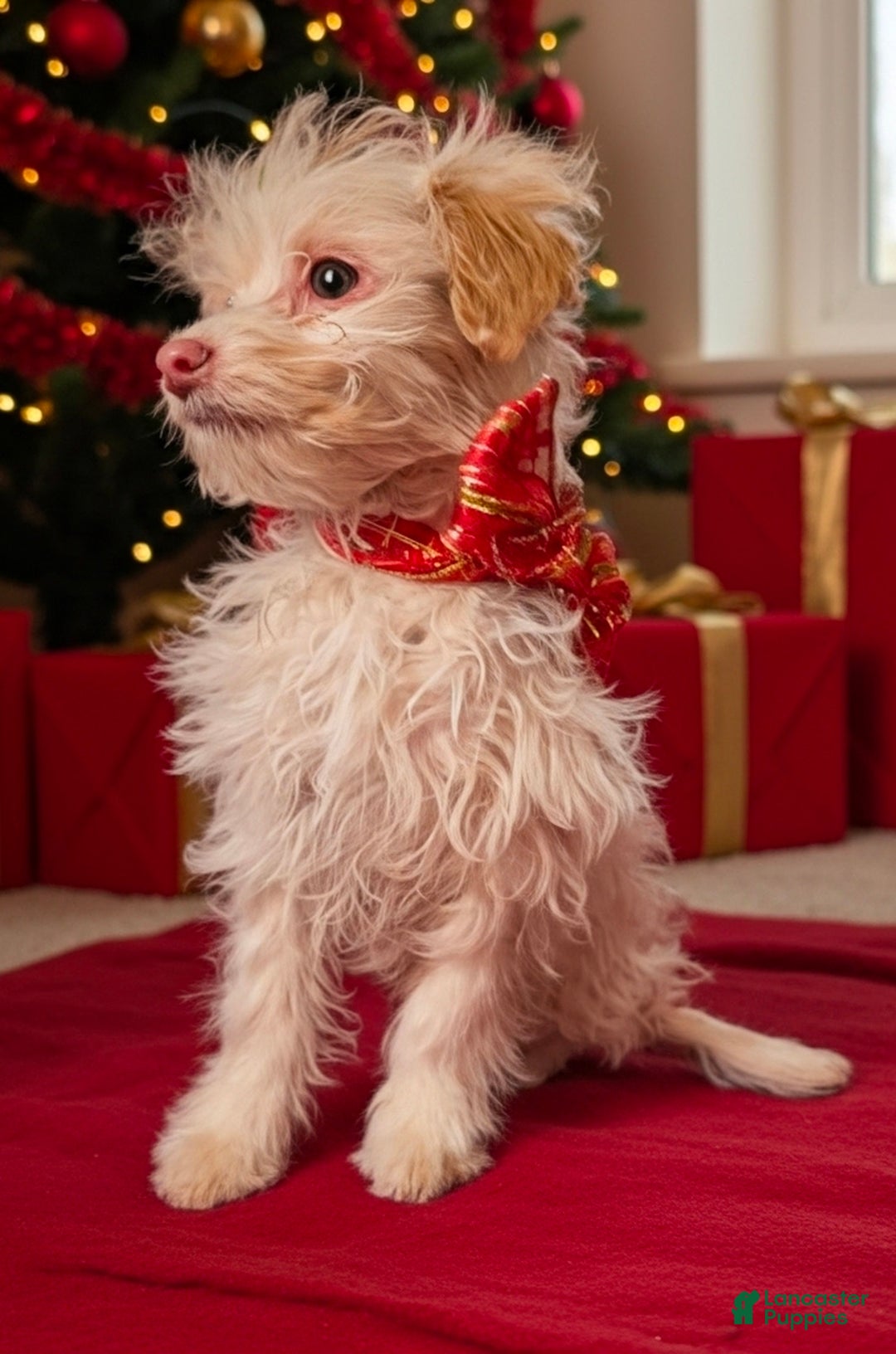 Mini Aussiedoodle dogs for sale: Mini Aussiedoodle Puppy 1 - Ad 2