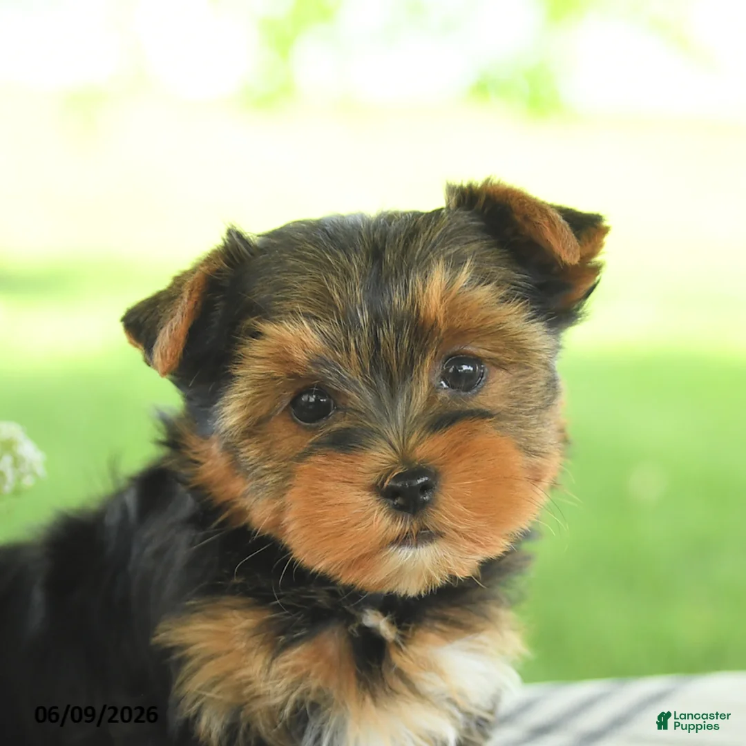 Yorkshire Terrier dogs for sale: Hope - Ad 5