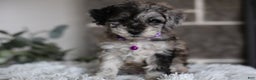 Miniature Poodle dogs for sale: Evie - Ad 6
