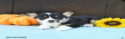 Welsh Corgi Pembroke dogs for sale: Hue - Ad 5