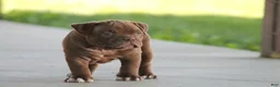 Olde English Bulldogge dogs for sale: Bluegates REGGIE - Ad 2