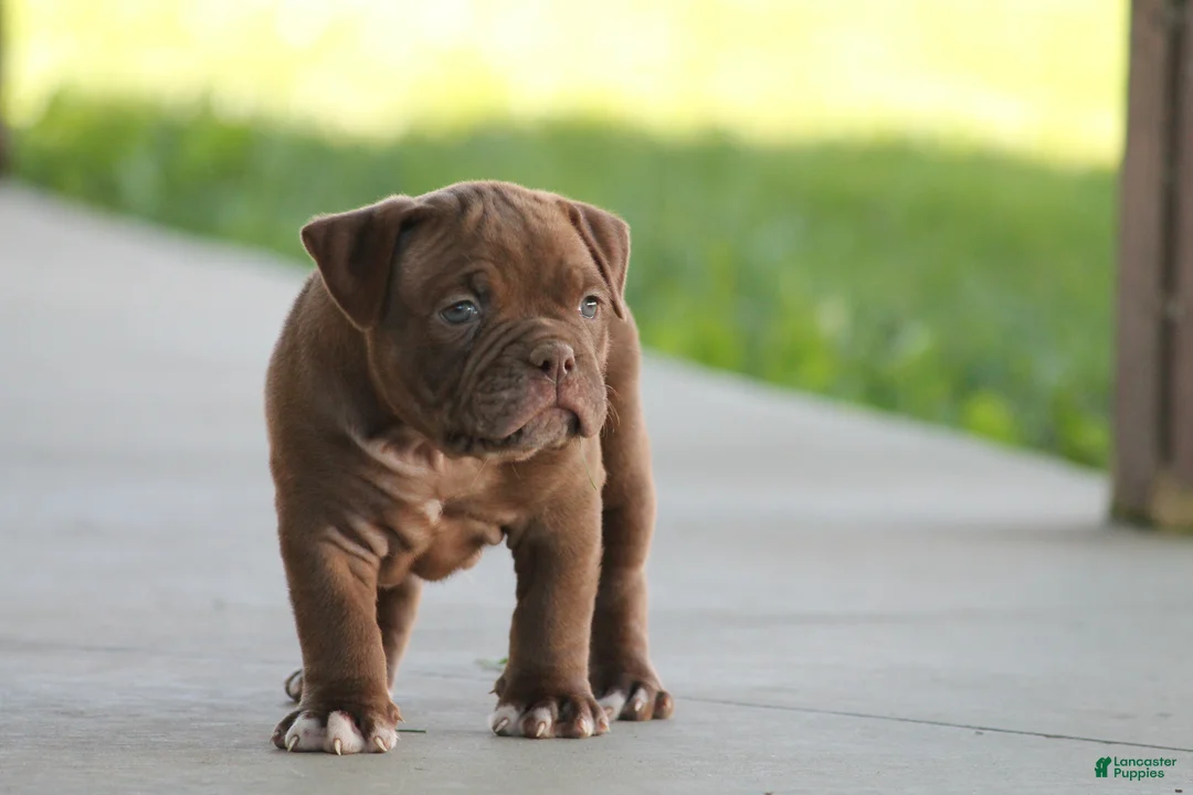 Olde English Bulldogge dogs for sale: Bluegates REGGIE - Ad 2