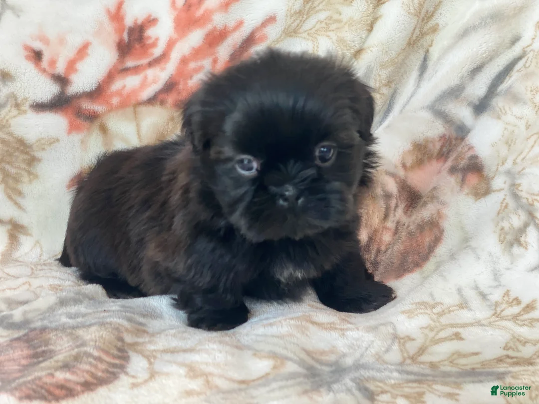 Shih Tzu dogs for sale: Midnight - Ad 2