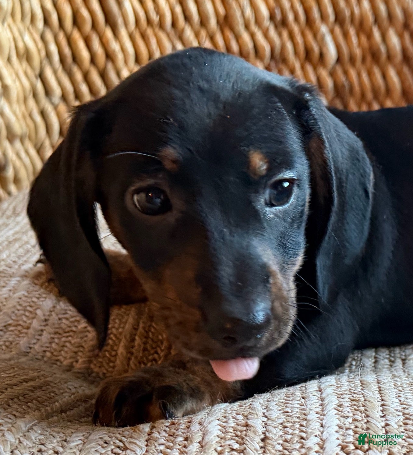 Dachshund dogs for sale: Cash - Ad 2