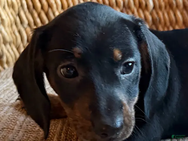 Dachshund dogs for sale: Cash - Ad 2