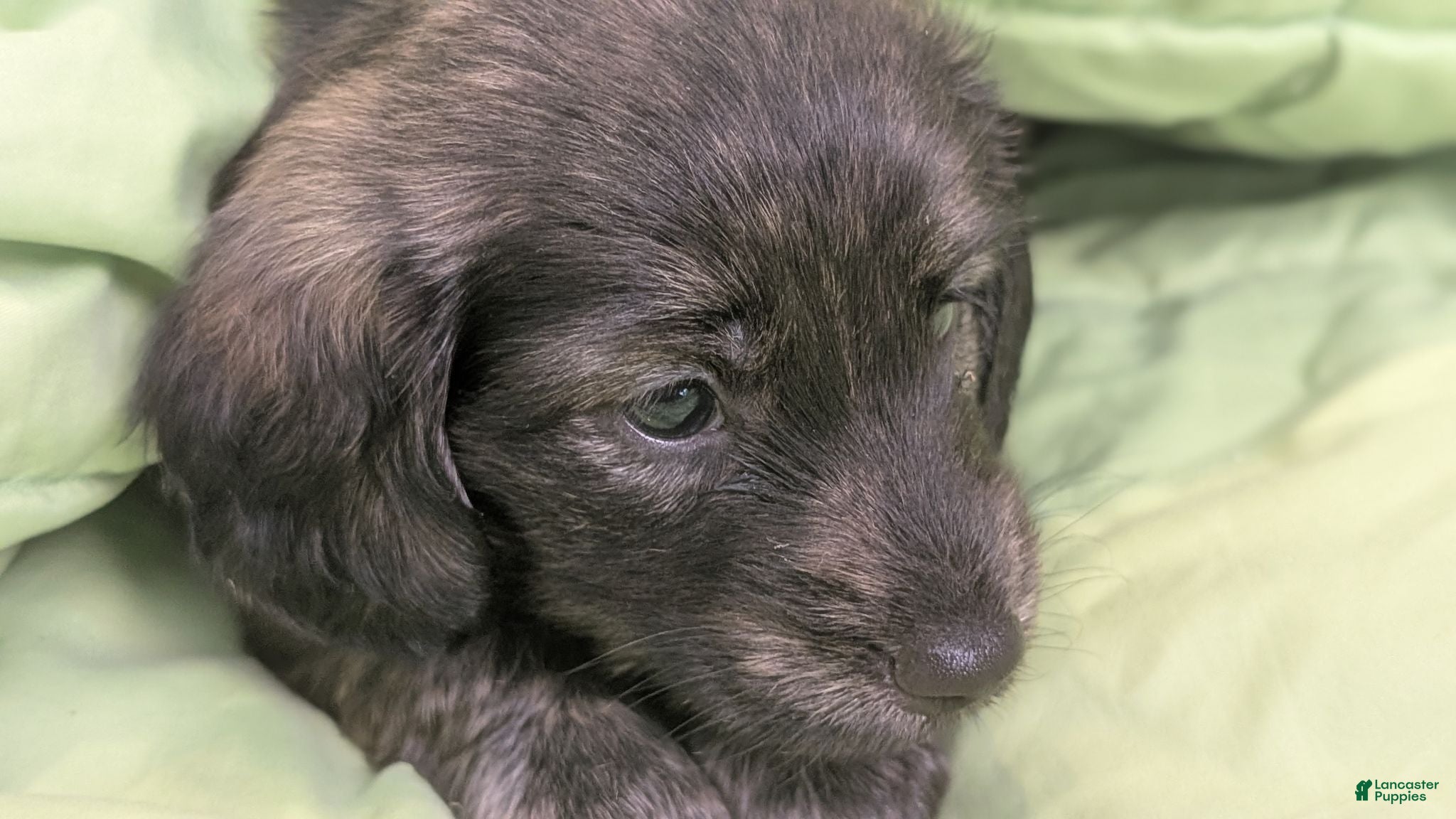 Miniature Dachshund dogs Ferrero - Ad 2