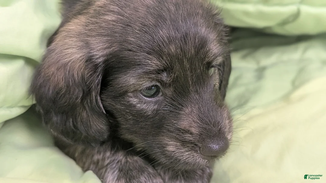 Miniature Dachshund dogs for sale: Ferrero - Ad 2