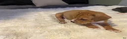 Mixed Breed dogs for sale: Ryder - Ad 21