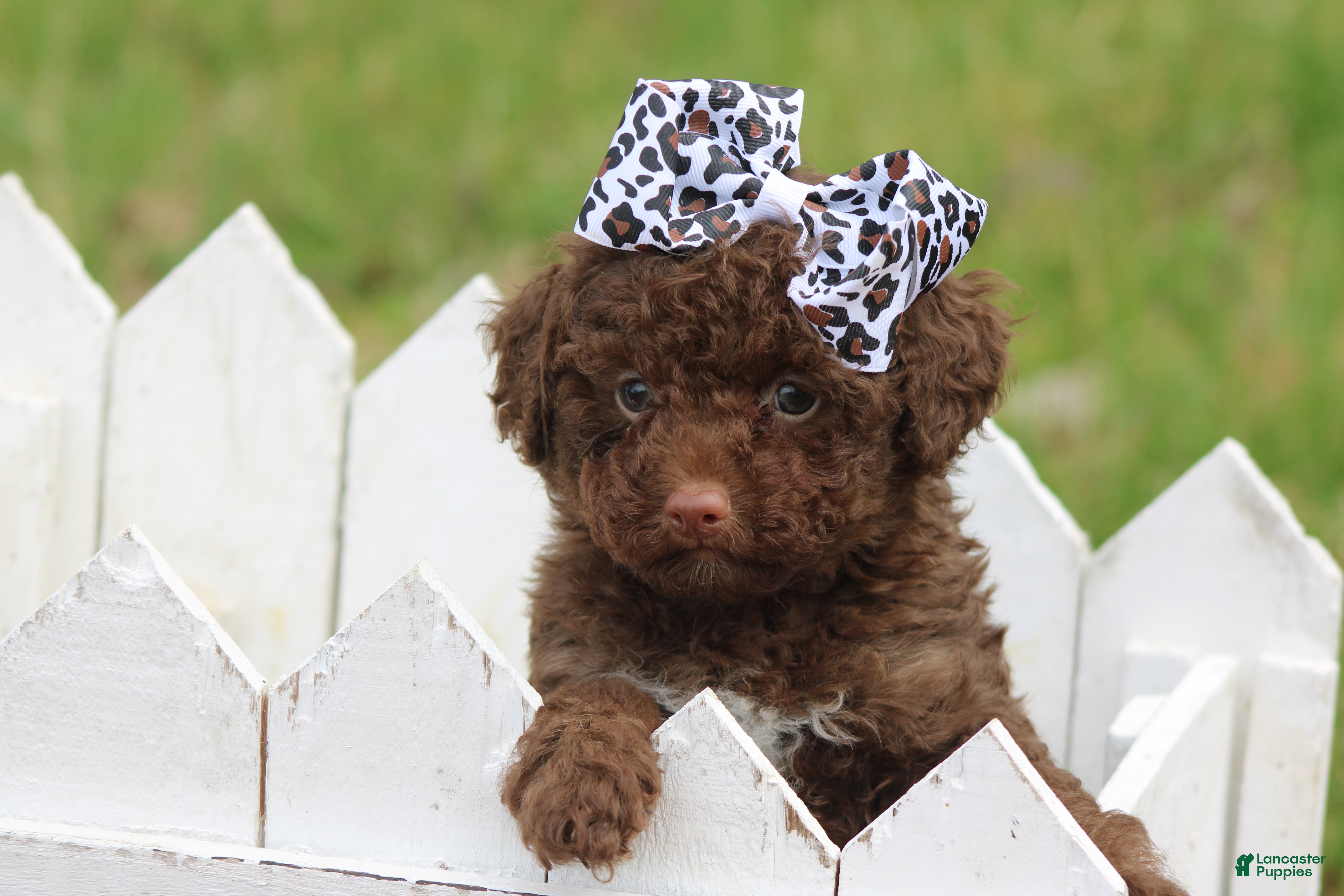 Toy Poodle dogs Jazzy - Ad 24