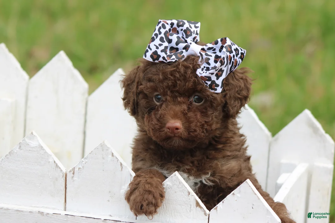 Toy Poodle dogs for sale: Jazzy - Ad 1