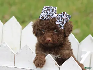 Toy Poodle dogs Jazzy - Ad 41