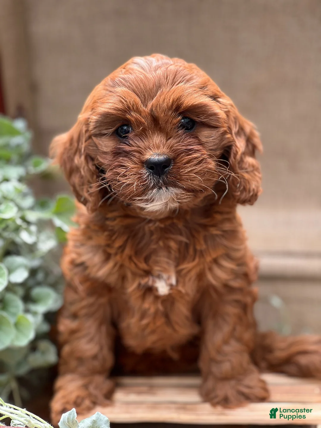 Cavapoo dogs for sale: Kitkat - Ad 2
