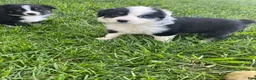 Australian Shepherd dogs for sale: Female Aussie Pup 1 - Ad 2