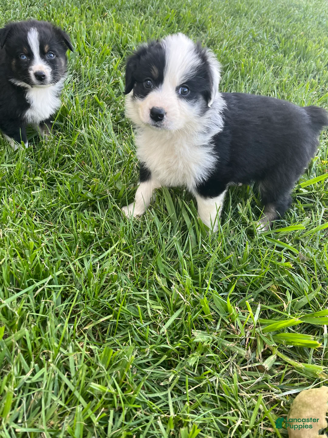 Australian Shepherd dogs for sale: Female Aussie Pup 1 - Ad 2