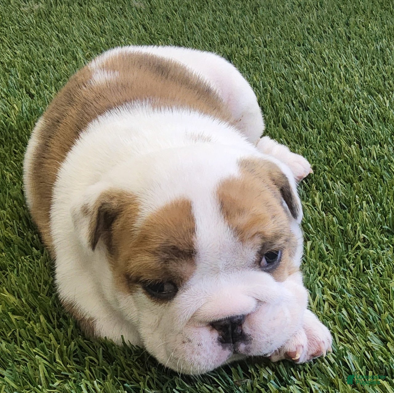 English Bulldog dogs Ottis English Bulldog Puppy  - Ad 1