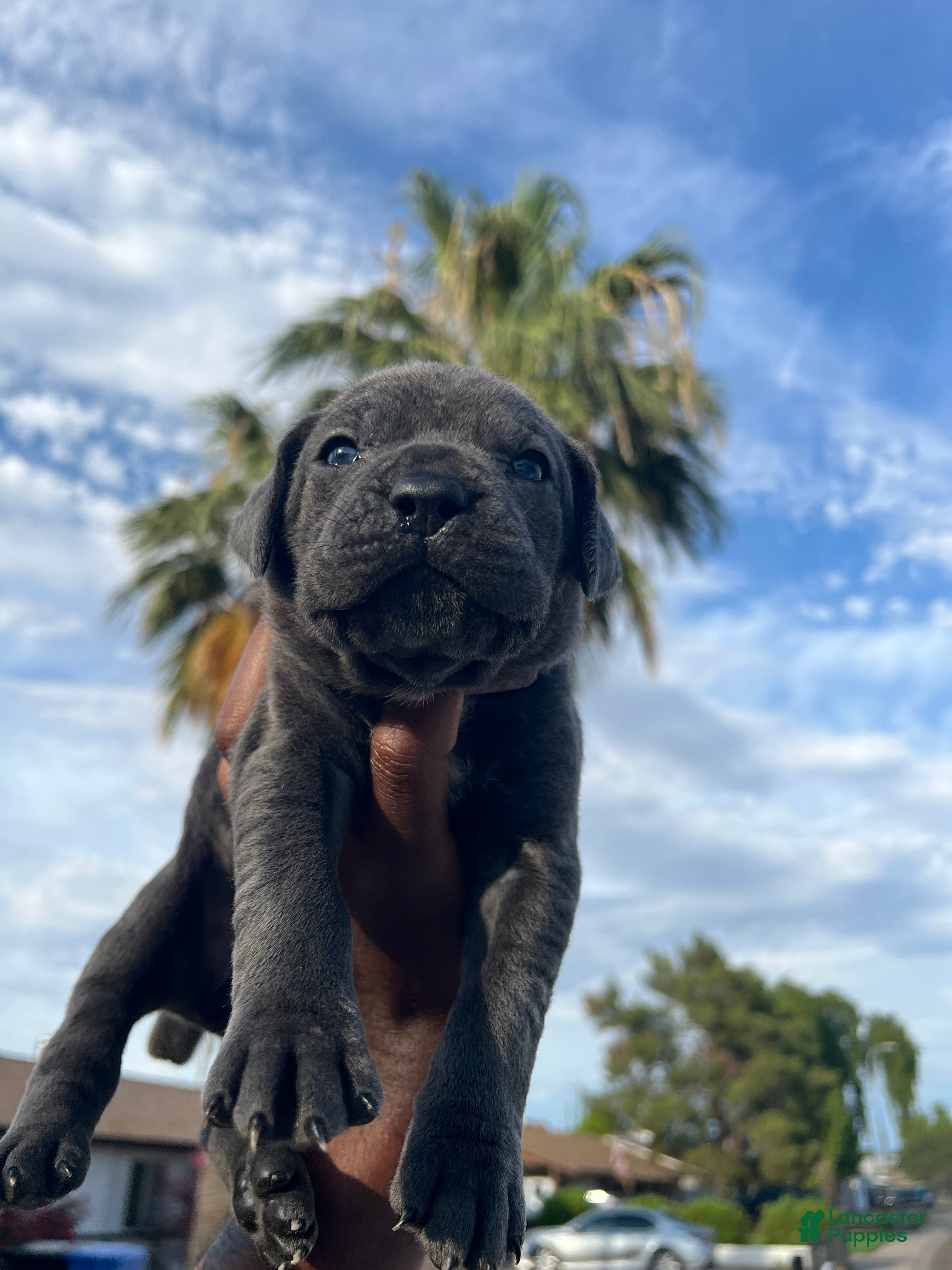 Cane Corso dogs lala - Ad 2