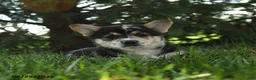 Mixed Breed dogs for sale: Apricot - Ad 3